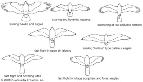 Eagle Facts USA | Wings drawing, Eagle sketch, Concept art drawing