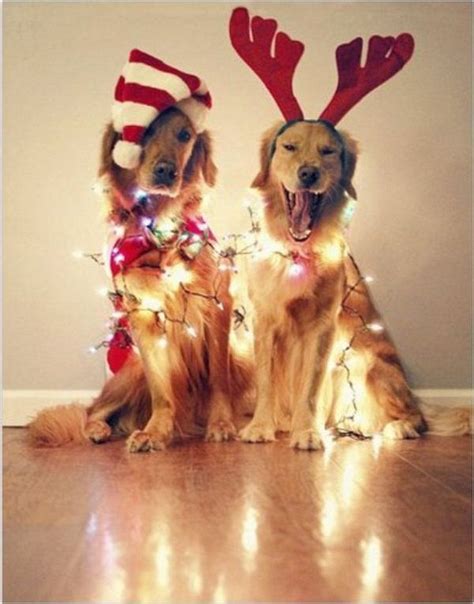 20 Fun and Creative Christmas Card Photo Ideas - Hative | Christmas dog ...