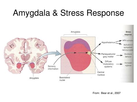 PPT - Emotions If only it were as simple as the diagrams below ...