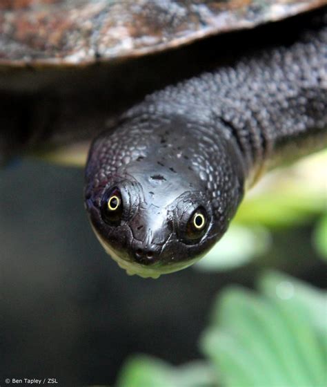 A Snake-Necked Turtle in Australia - Animal Media Foundation