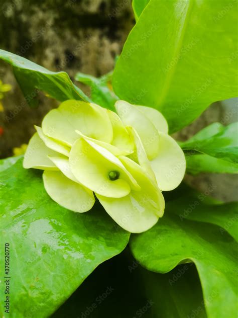 Euphorbia flowers in a bunch of green color in a garden Stock Photo ...