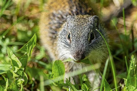 Franklin's Ground Squirrel Having A Snack | I had a family o… | Flickr