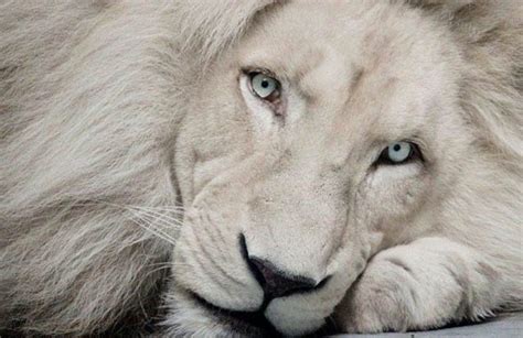 White lions | DinoAnimals.com