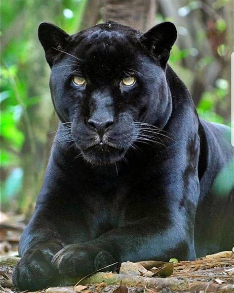 Black Wild Cats In Florida