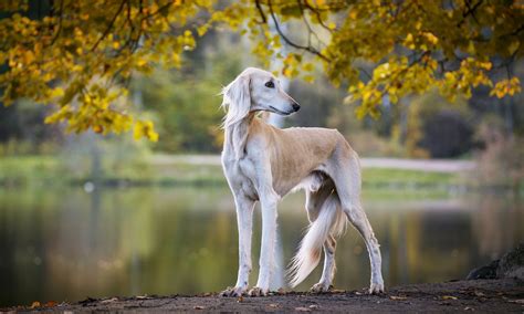 How High Can A Saluki Jump