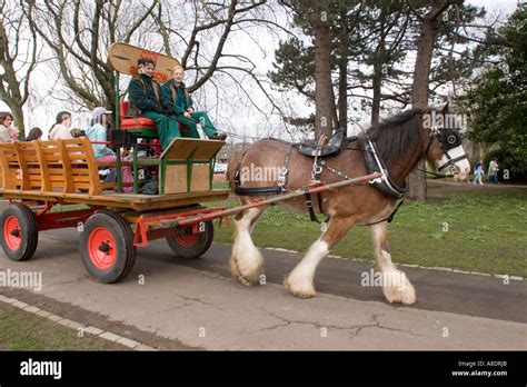 Clydesdale horse pulling cart in Glasgow Park Glasgow Scotland GB UK ...