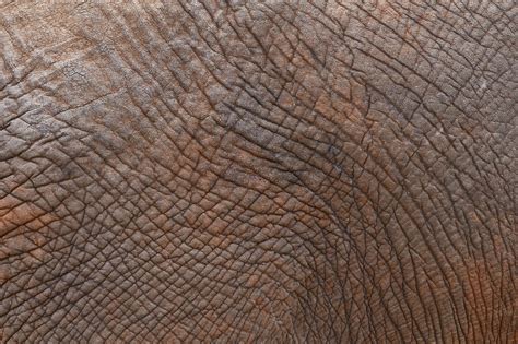 Elephant Skin Texture Like - Free photo on Pixabay - Pixabay