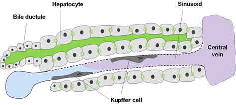 Kupffer Cells Histology