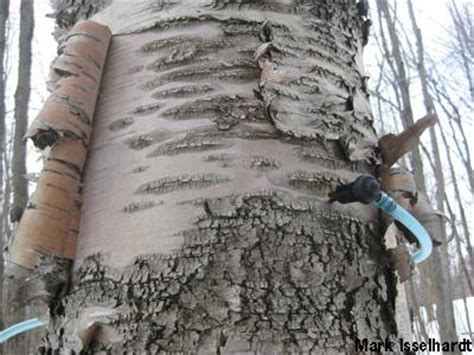 Birch Syrup Production May Increase Economic Sustainability of Maple ...