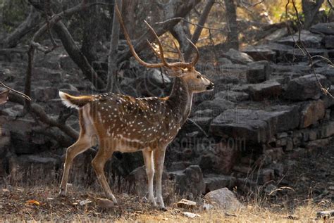 Photo of Chital Spotted Deer Stag by Photo Stock Source animal ...