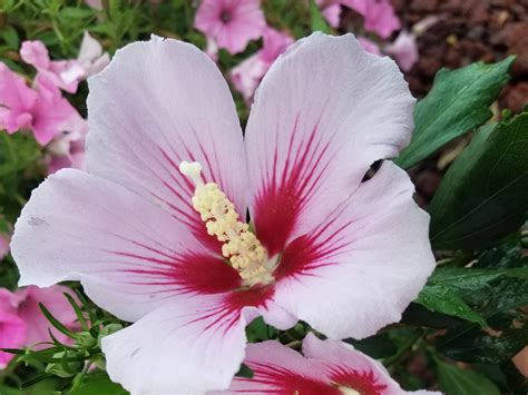 Rose of Sharon varieties give options for gardens | Mississippi State ...