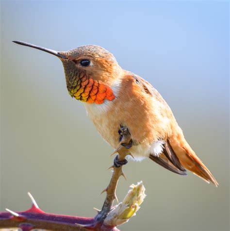 All 3 Hummingbirds in Virginia [With Pictures & Maps]