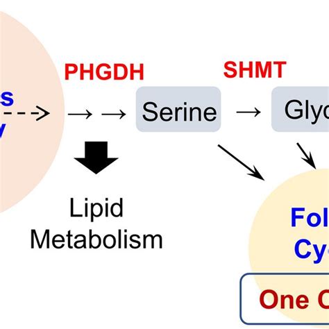 Glycine blocks the inhibitory effects of SHMT2 knockdown on lipid ...