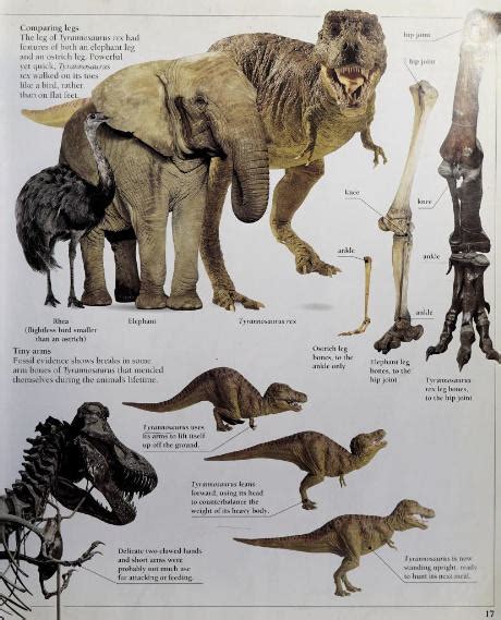 T Rex Compared with Elephant and Ostrich by dinosaurman217 on DeviantArt