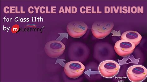 CELL CYCLE AND CELL DIVISION - 01 For Class 11th and AIPMT - YouTube