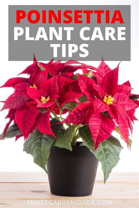 Poinsettia plant care tips. Poinsettia plant decor for the holiday ...