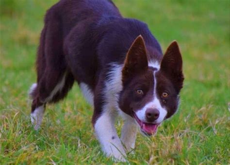 Are Welsh Sheepdog The Most Intelligent Dogs