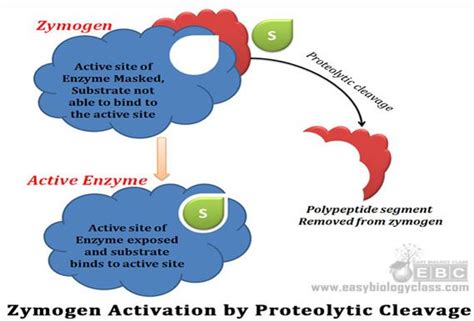 What is Regulatory Enzyme and Enzyme Regulation? | easybiologyclass