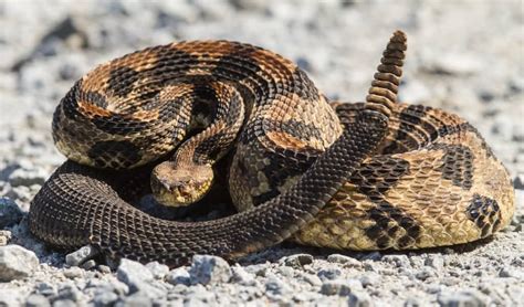 10 Of The Most Venomous Snakes In The World