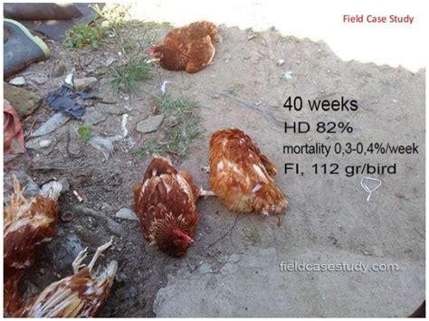 Necrotic Enteritis, clostridia infection, poultry diseases, avian pat…