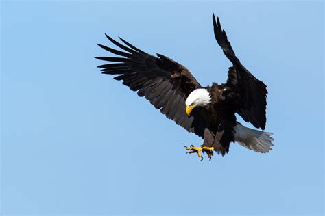 Bald Eagle — Eastside Audubon Society