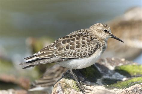 Baird's Sandpiper | Sandpiper bird, Bird, Bird species