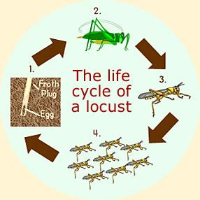 Grasshopper Locusts - Swarming Locusts