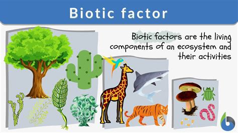 Consumer Examples Biology