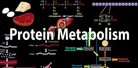 12 Mind-Blowing Facts About Protein Metabolism - Facts.net