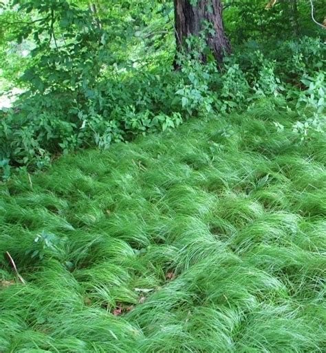 Pennsylvania Sedge | Carex pensylvanica | Common Oak Sedge