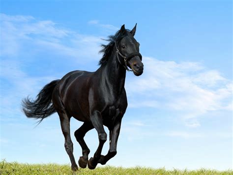 Running Horses Wallpaper (63+ images)