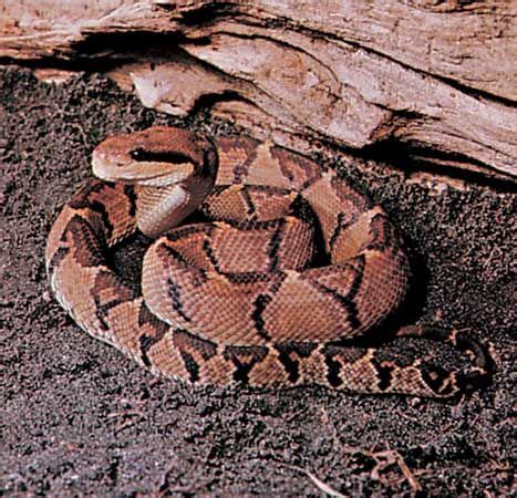 Bushmaster | snake | Britannica.com