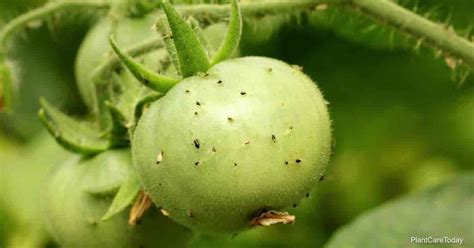 How Do You Get Rid Of Aphids On Tomato Plants