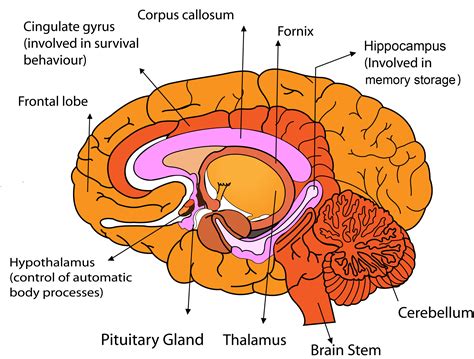 Brain Parts And Functions Worksheet - Ivuyteq