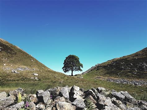 Within a gap in Hadrians Wall, Northumberland stands the Sycamore Gap ...