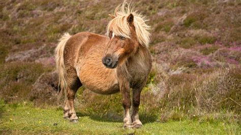 Shetland Pony Facts: Height, Colors, And History