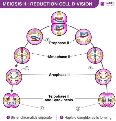 Meiosis Phases: - Explore the various stages of meiosis