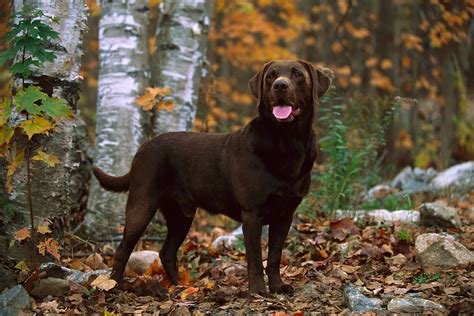 Blue Dog Puppy Lab