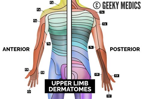 Dermatomes Lower Limb