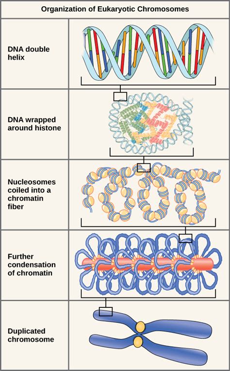 Reading: Chromosome Structure | Biology (Early Release)