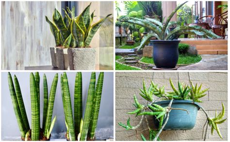 12 Different Types of Snake Plants - Garden Lovers Club