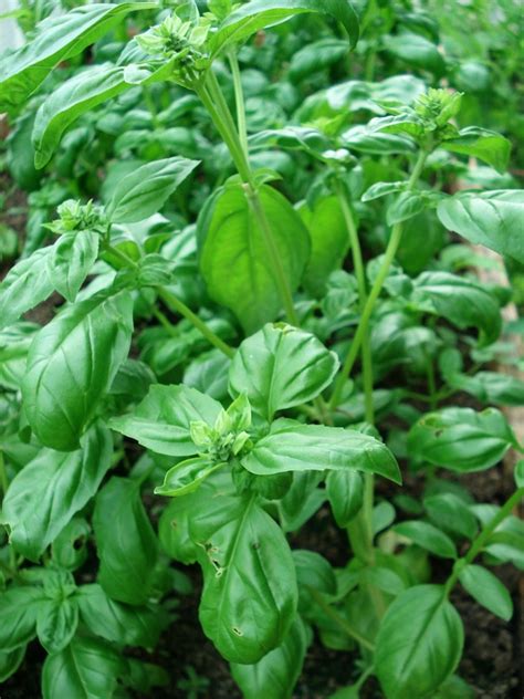 Exploring Basil: A Simple Plant with a Complicated Story | HubPages