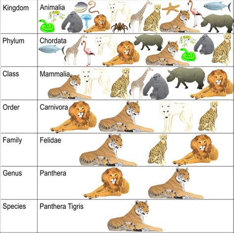 Classification System Science Lesson: Learning Taxonomy | Science ...