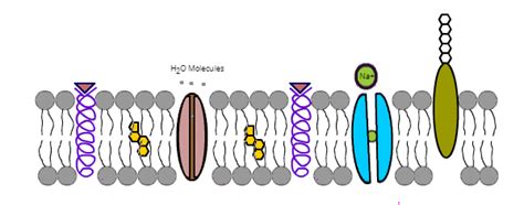 Cell Membrane, Transport, Osmosis Diagram | Quizlet