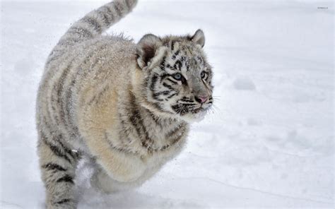 Snow Tiger Cubs Wallpaper