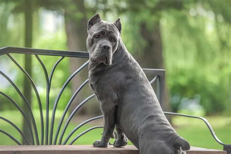 12 Cane Corso Colors: An Array Of Stunning Shades