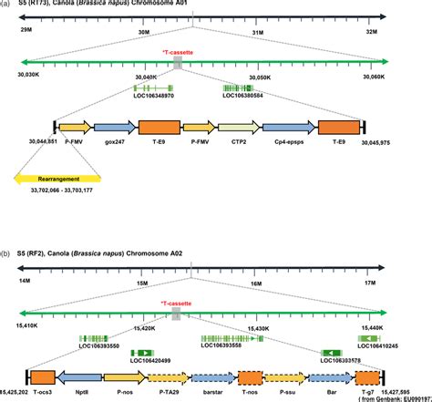 Schematic diagram of the whole structure and arrangement of transgene ...