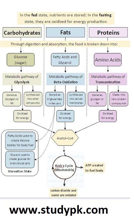 Carbohydrate Fat and Protein Metabolism Chart Cheat Sheet - StudyPK