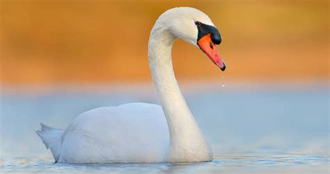 Mute Swan Overview, All About Birds, Cornell Lab of Ornithology