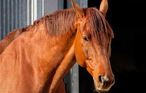 Outstanding Brown Horse Names + Ideas - Petnamee